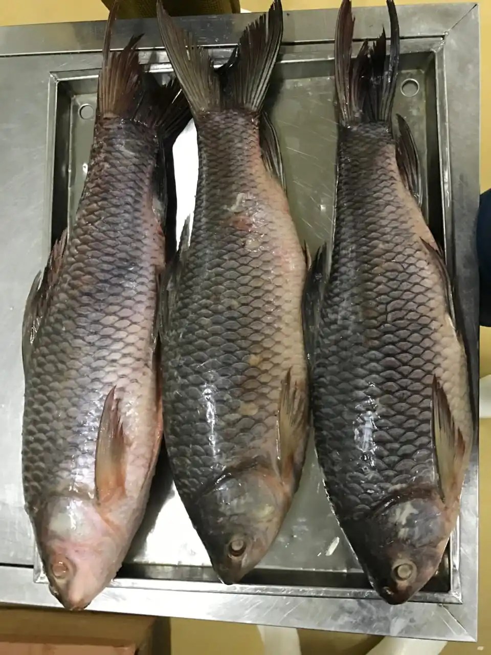 Frozen Rohu Fish Individual Frozen Good Quality From Myanmar Origin