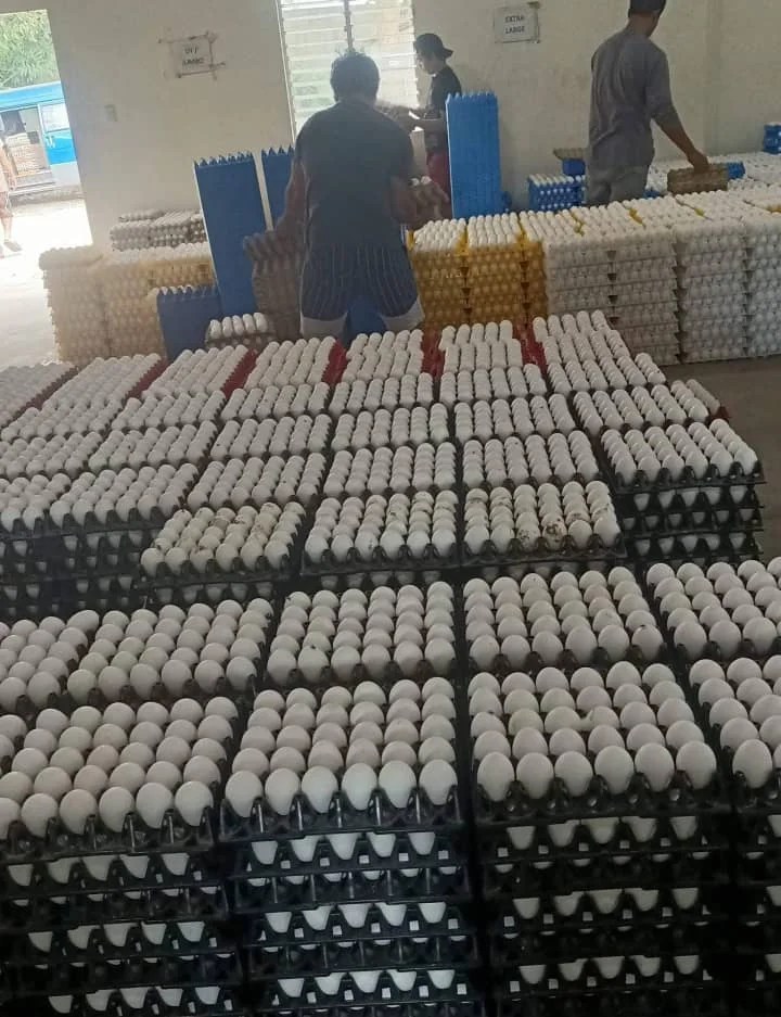 Fresh Chicken Table Eggs Brown And White Fresh Brown White Table Eggs