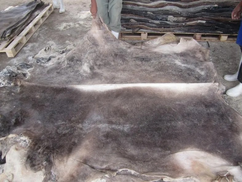 Wet And Dry Salted Cow Hides/ Wet Salted Cattle Hides Buy Wet Salted