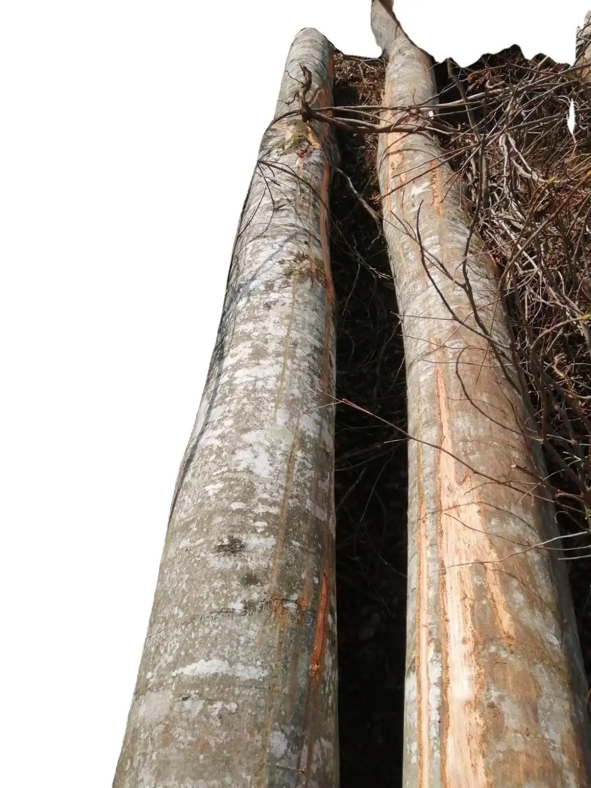 High Quality Sawn Teak Wood Pine Logs Wood For Sale Buy Siberian Pine