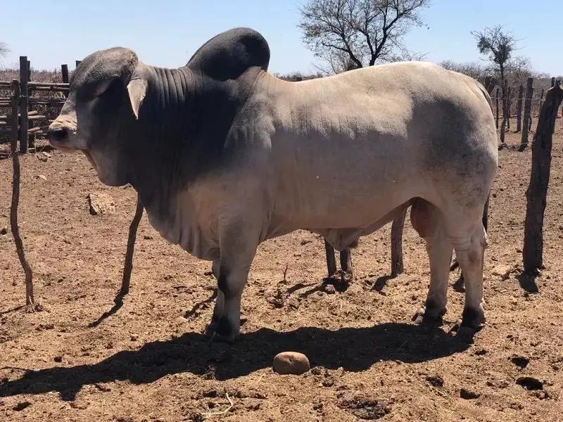 Live Brahman Bulls Cattle Lifestock Cattle For Meat Buy Pregnant
