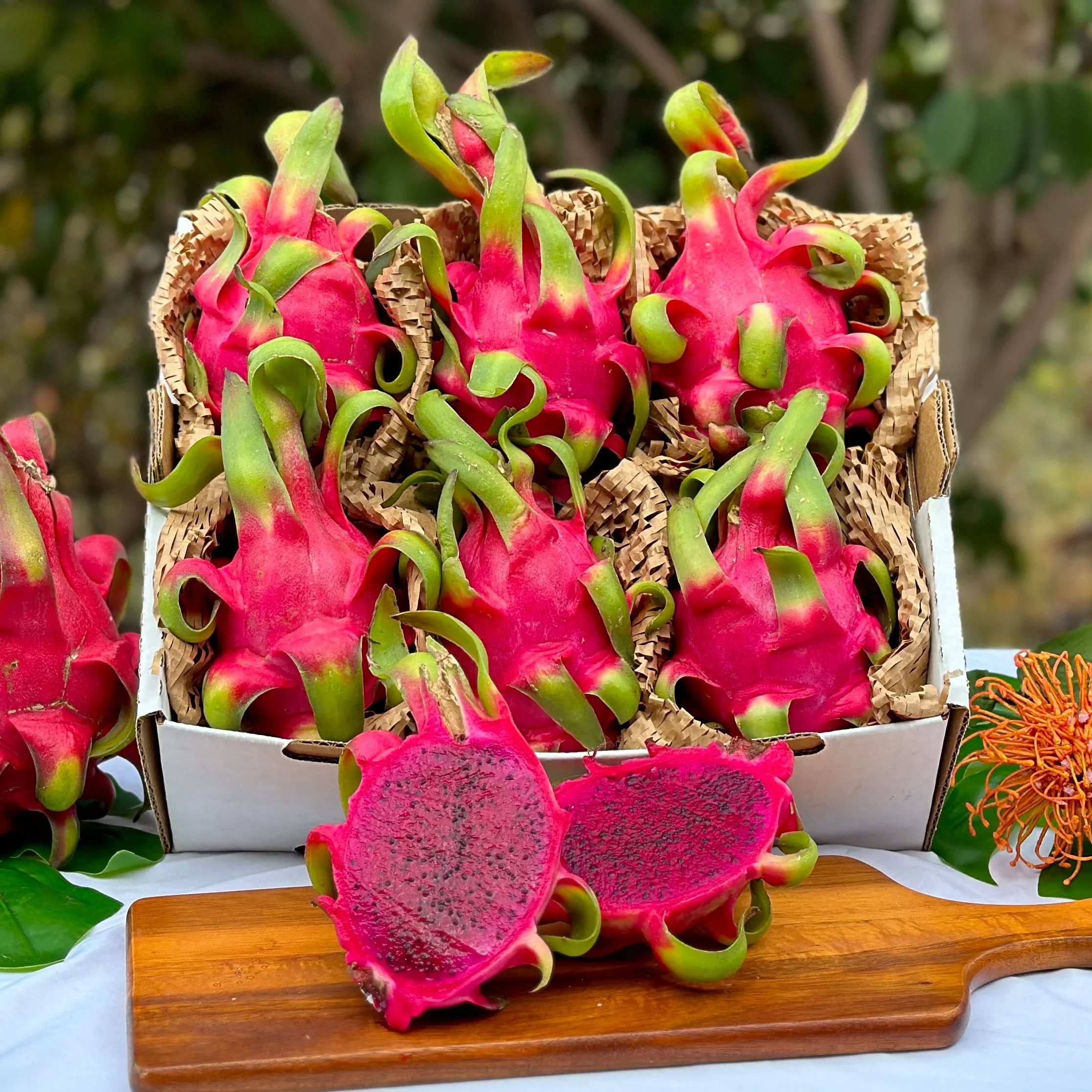 Fresh Dragon Fruit Red Flesh Vietnam Goodprice Reddragon Vietnam