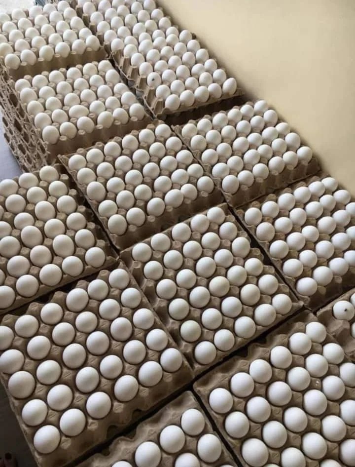 Organic Fresh Chicken Table Eggs & Fertilized Hatching Eggs/fresh