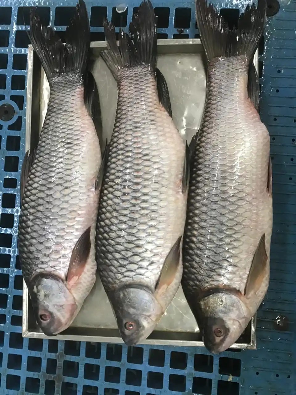 Frozen Rohu Fish Individual Frozen Good Quality From Myanmar Origin