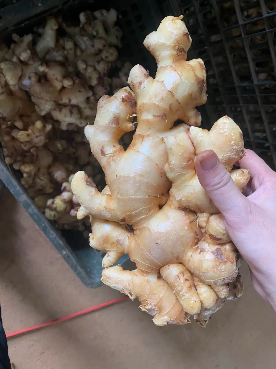 High Quality Vietnamese Fresh Ginger gingembre Frais Cheap Price