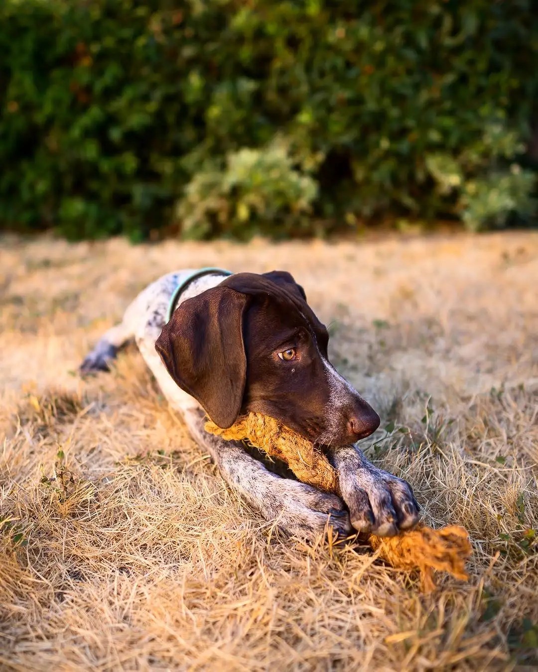 Hot Trend This Year Coconut Chew Rope Coconut Rope With Coconut Coir Rope Favorite Dog Toy Cheap