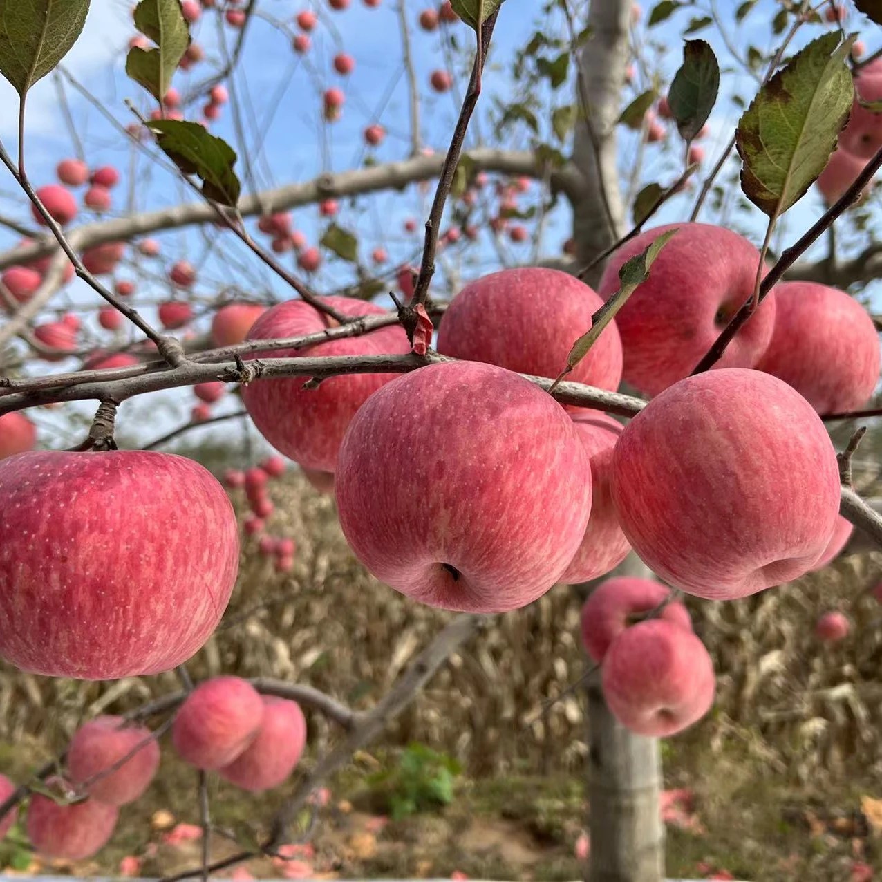 Fresh Red Fuji Apple Fruit Fresh Natural Fresh Apple Manufacturers