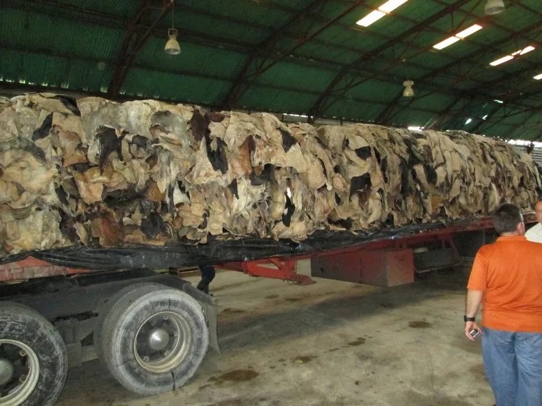 Wet And Dry Salted Cow Hides/ Wet Salted Cattle Hides Buy Wet Salted