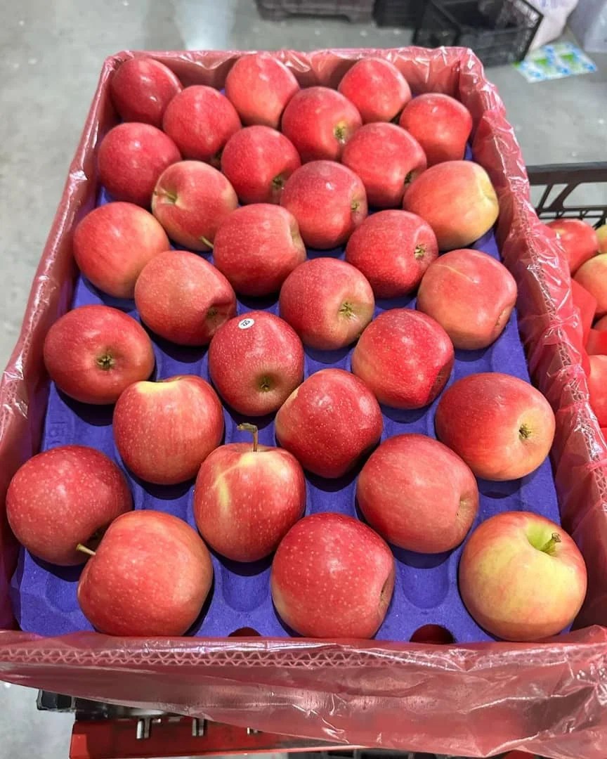 Fresh Apple/red Fresh Apple/ Tropical Fruit In Bulk Buy Fresh Red