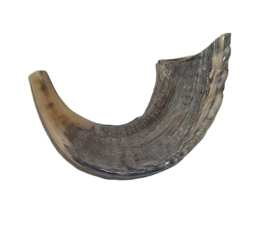 Hot Selling Natural Ram Shofar Horn For Blowing With Exciting Offer