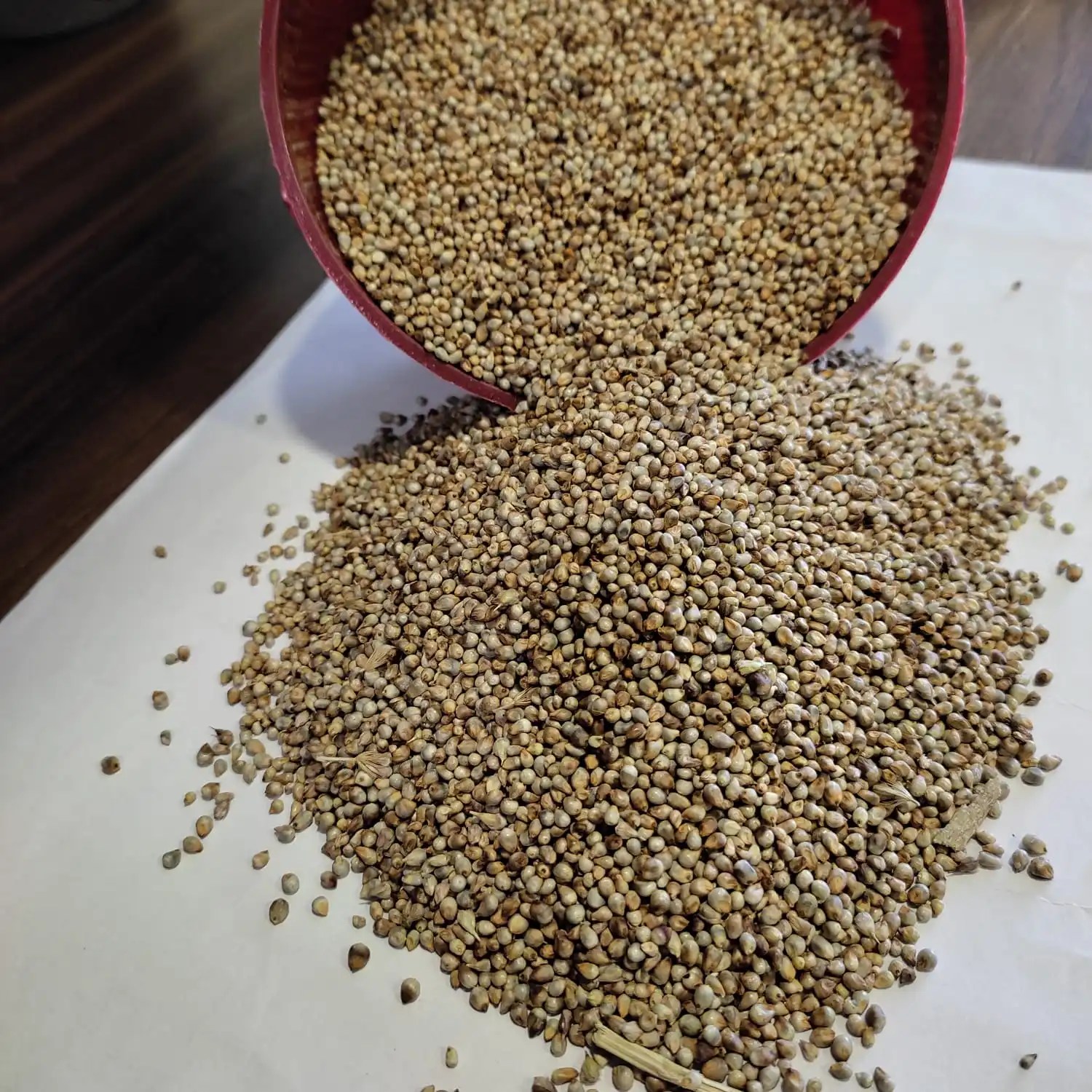 Millet Green Hara Bajra Animal Feed Millet Exporter Eco Export Buy