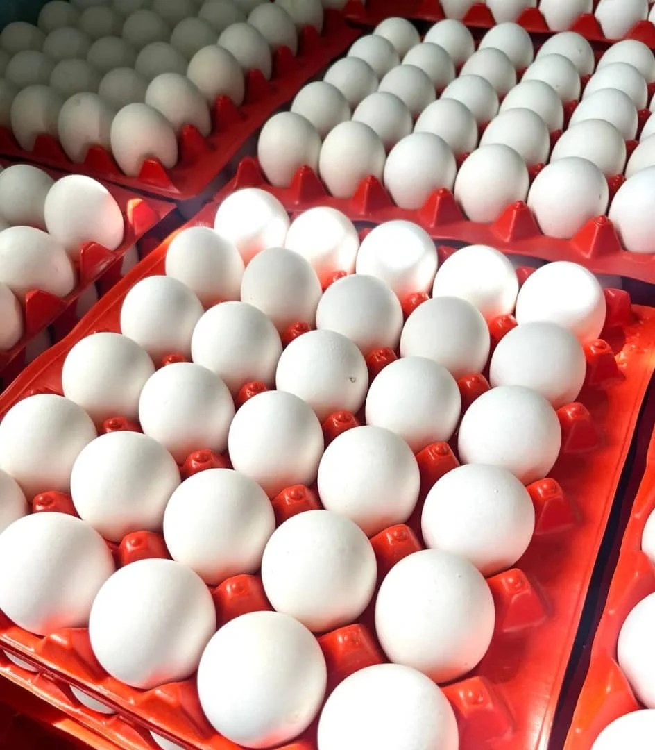 Farm Fresh Chicken Table Eggs Brown And White/farm Fresh Chicken Table