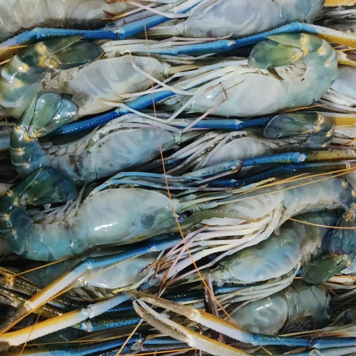 Frozen Whole Black Tiger Prawn Best Quality Seafood Frozen Shrimp From