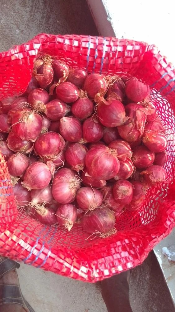 Indian Shallots For Export Vietnam Malaysia Singapore Buy Indian