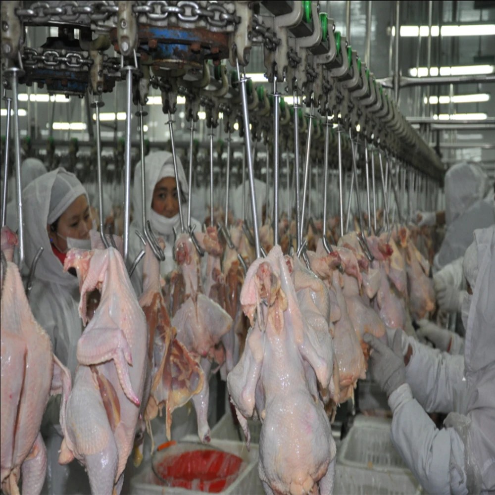Semiautomatic Evisceration System For Chicken Poultry Processing Line