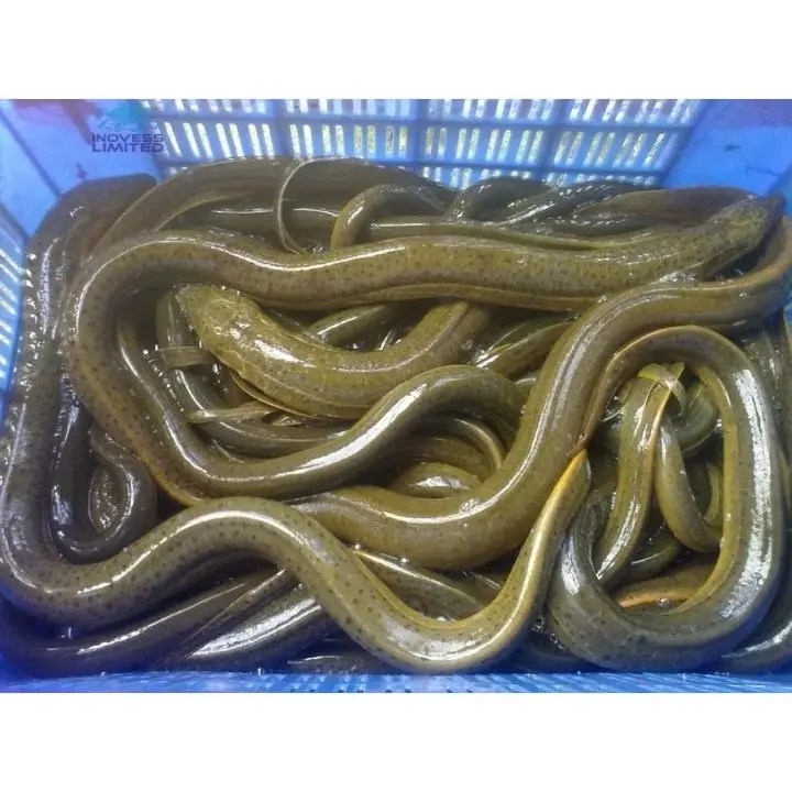 Good Quality Asian Eel Fish / Live Eel Buy Live Eel Actimel Drink