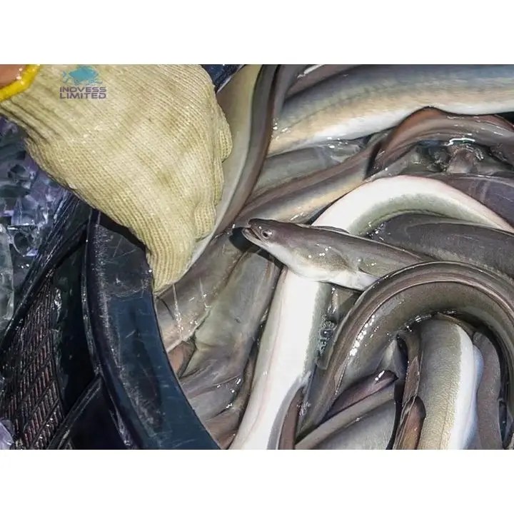 Good Quality Asian Eel Fish / Live Eel Buy Live Eel,Live Eels Sale