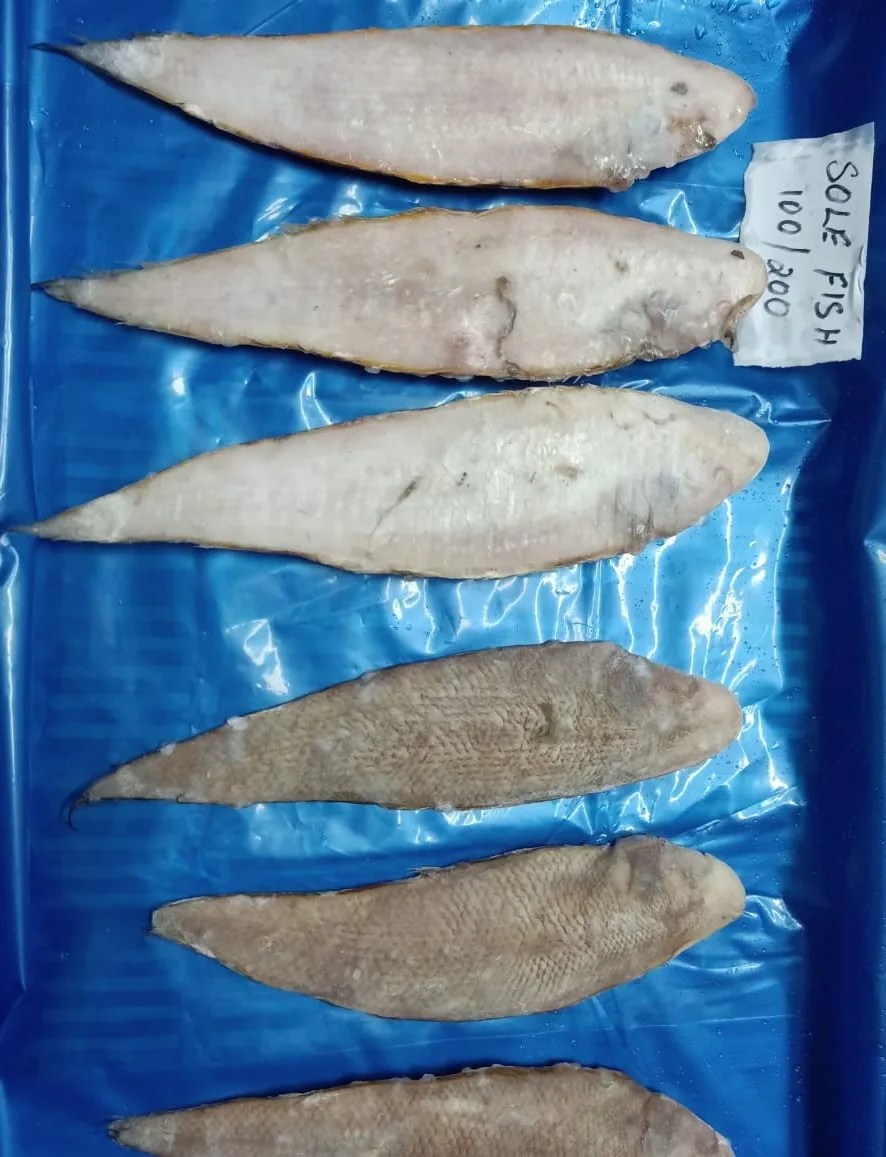 Top Quality Frozen Sole Fish Whole From India Buy Sole Fish Frozen Sole Fish,Sole Fish Price