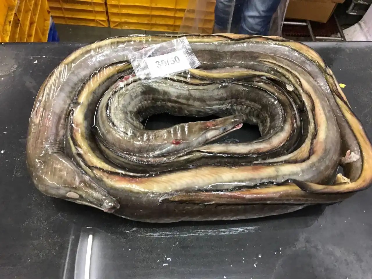 Frozen Eel Fish Whole Buy Eel Fish,Frozen Eel Fish,Price For Eel Fish