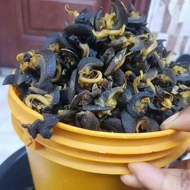 Fresh African Giant Snails/frozen,Dried & Alive Snails For Sale,Giant