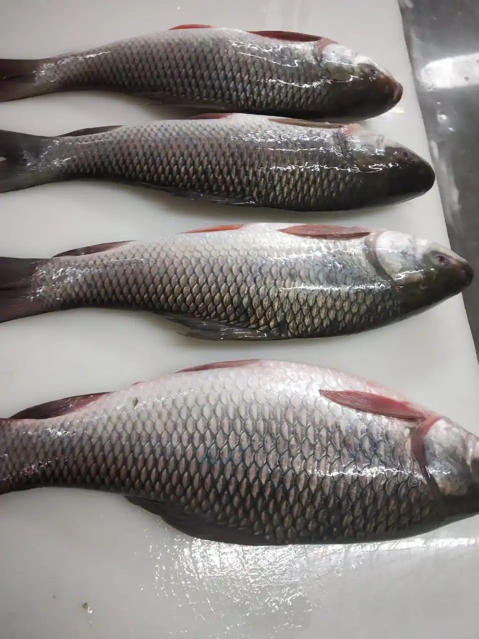 Frozen Rohu Fish Whole From India Buy Rohu Fish,Rohu,Rohu Fish Frozen