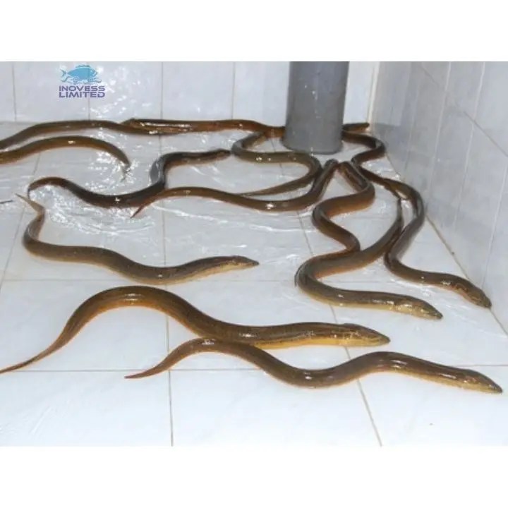 Good Quality Asian Eel Fish / Live Eel Buy Live Eel,Live Eels Sale