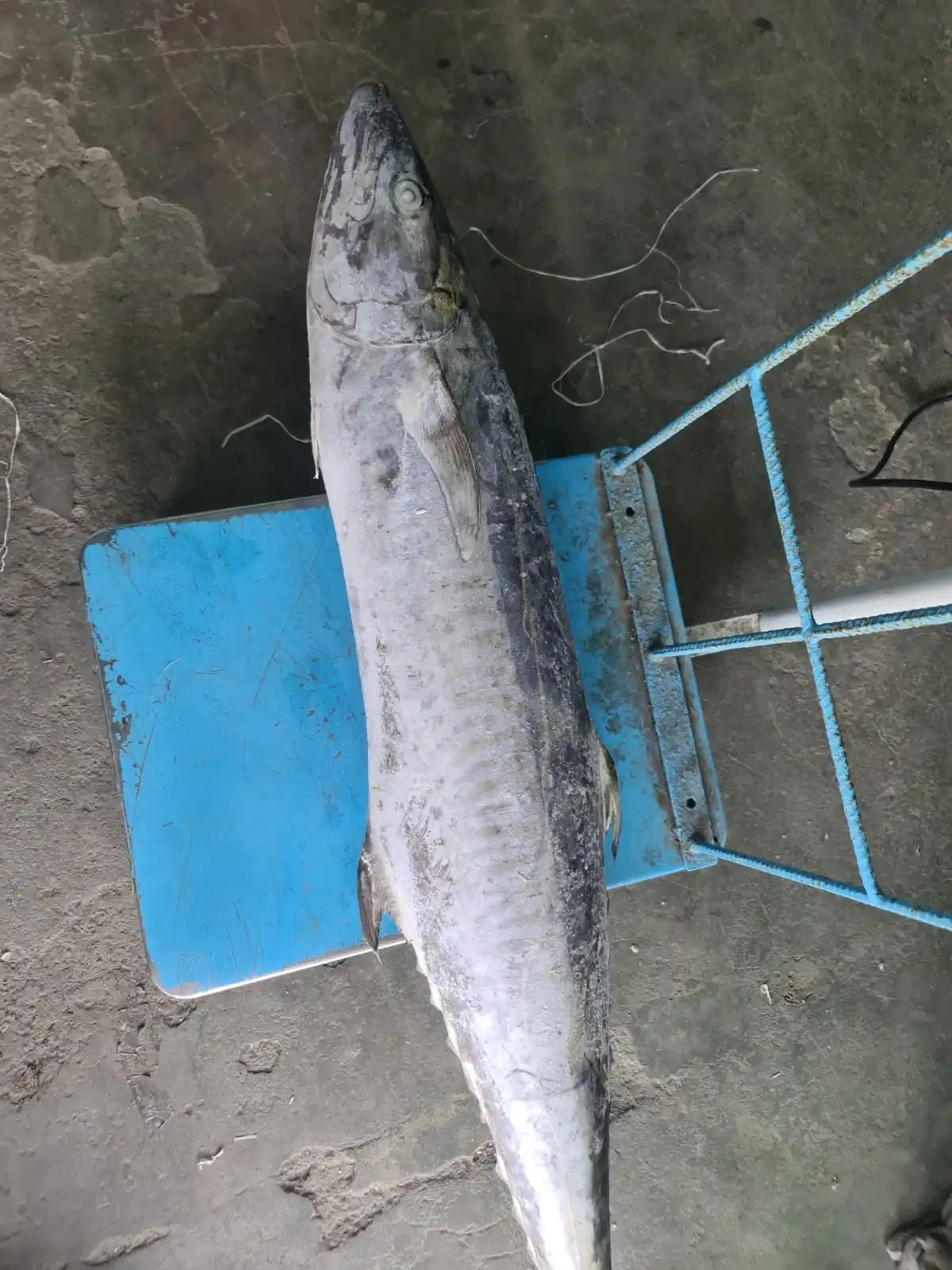 Frozen King Fish Whole Buy King Fish Frozen King Fish,King Fish Whole