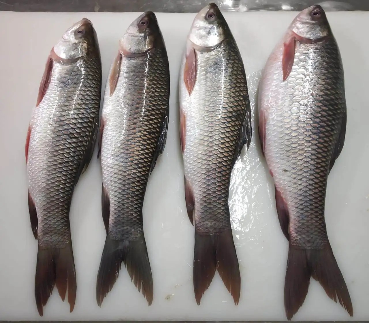 Frozen Rohu Fish Whole From India Buy Rohu Fish,Rohu,Rohu Fish Frozen