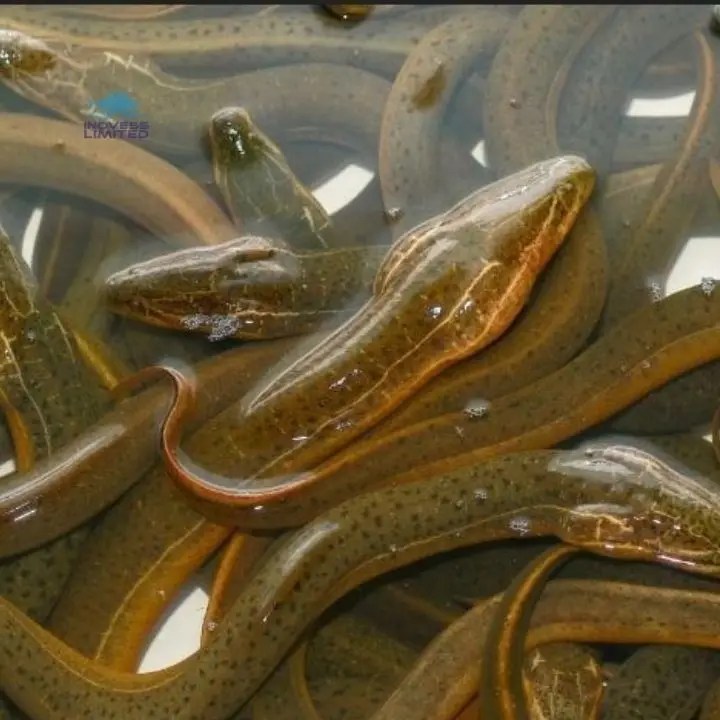Good Quality Asian Eel Fish / Live Eel Buy Live Eel Actimel Drink