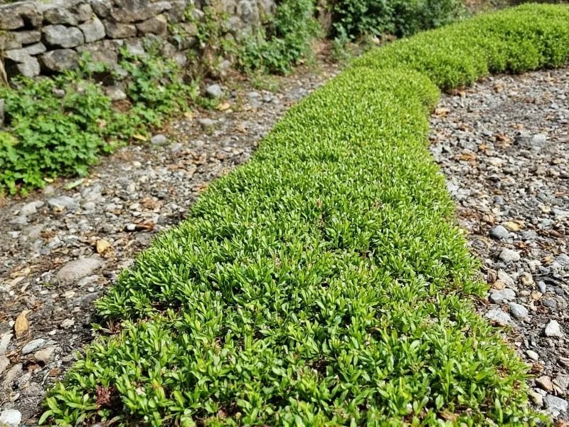 Creeping Thyme Zone Guide Usda Hardiness Zones 39