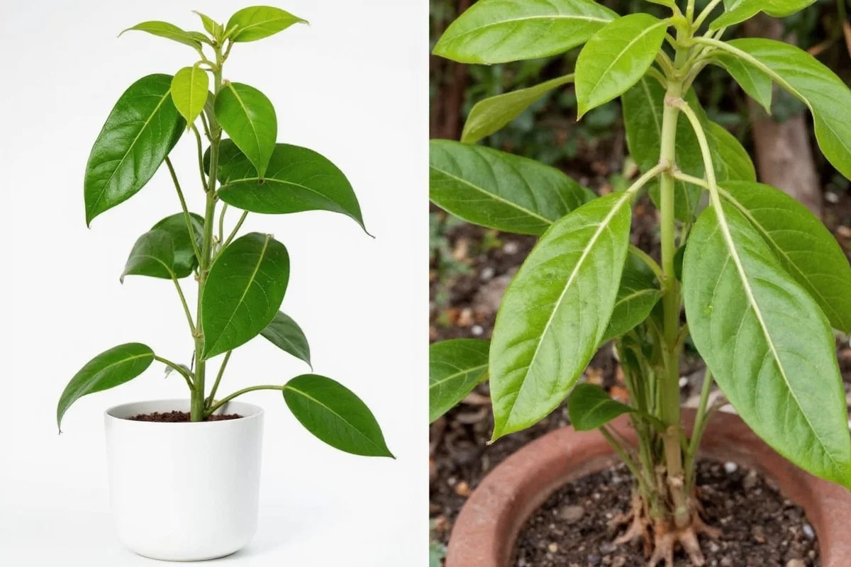 Are Pothos Plants Toxic to Cats VetApproved Facts