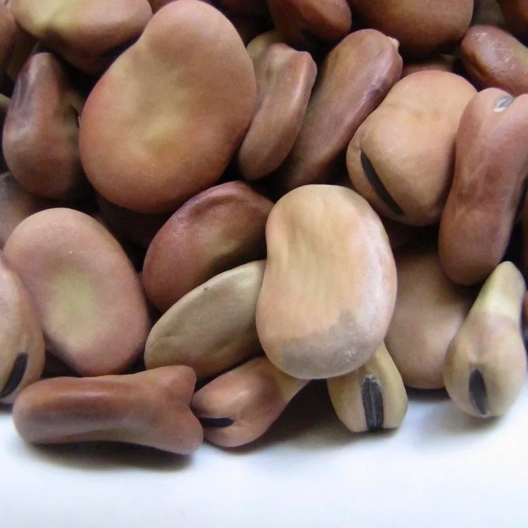 Dried Broad Beans Bulk Dry Fava Beans Buy Thick Broad Bean Sauce