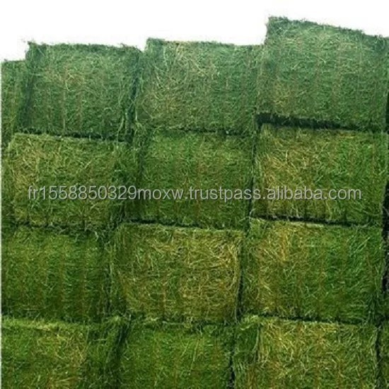 Fresh / Dry Timothy Hay And Alfalfa Hay Available Buy Alfafa Hay