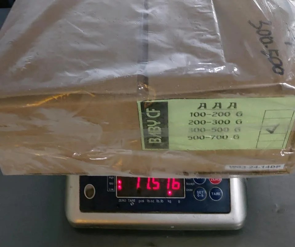 Top Quality Frozen Ribbon Fish Whole From Pakistan / Frozen Ribbon Fish