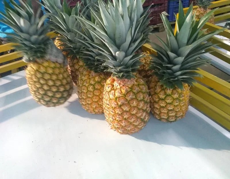 Fresh Golden Pineapples From Peru Wholesale Buy Pineapple,Golden