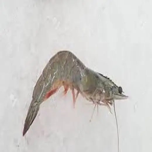 Frozen Shrimp Brands With Good Factory Price Buy Frozen Vannamei