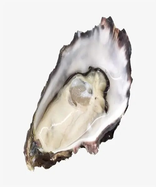 Fresh Live Oysters Buy Oem/odm Oyster With Wholesale Seafood Vietnam
