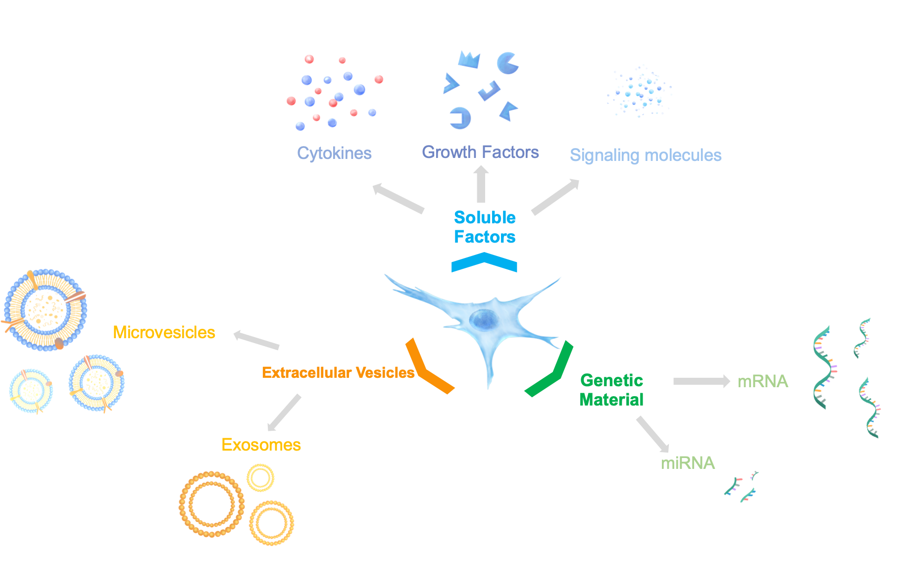 Mesenchymal Stem Cells Transform your Health SC21 Medical