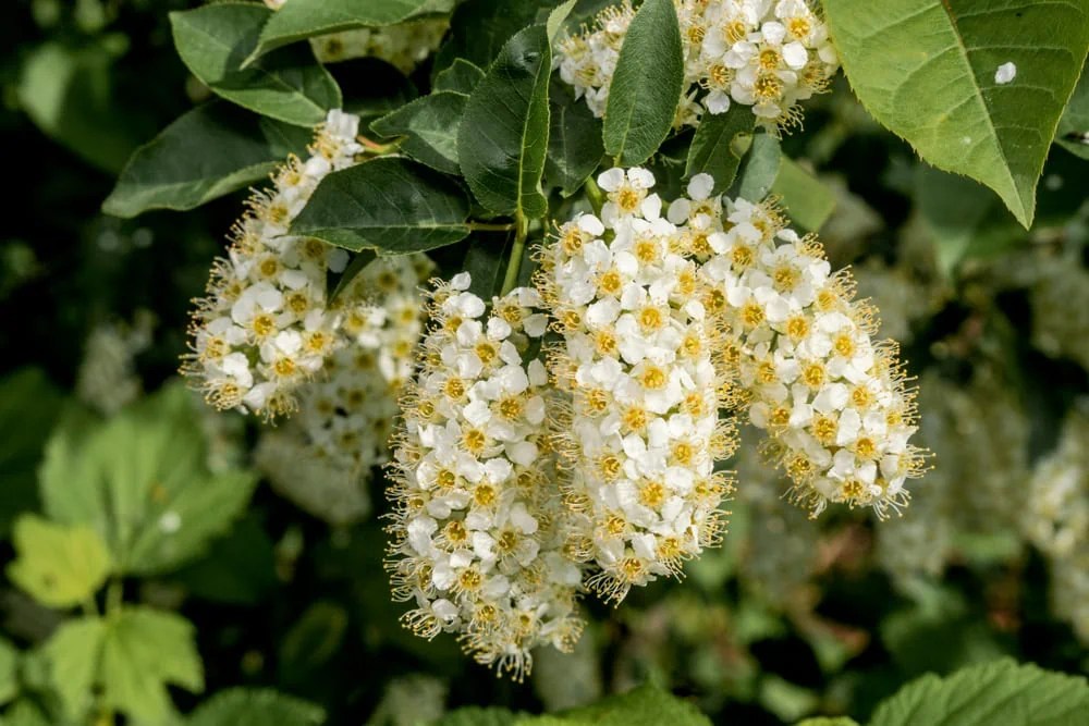 15+ Different Types Of Cherry Trees (Chart, Pictures And Facts