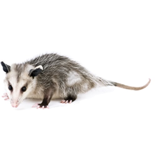 How To Get Rid of Opossums » Golden Spike Company