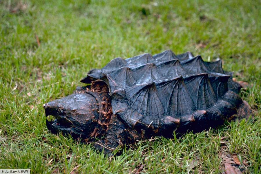 Tortoise, Tree Snake, Gator, and Sea Snake: What Is a Reptile?