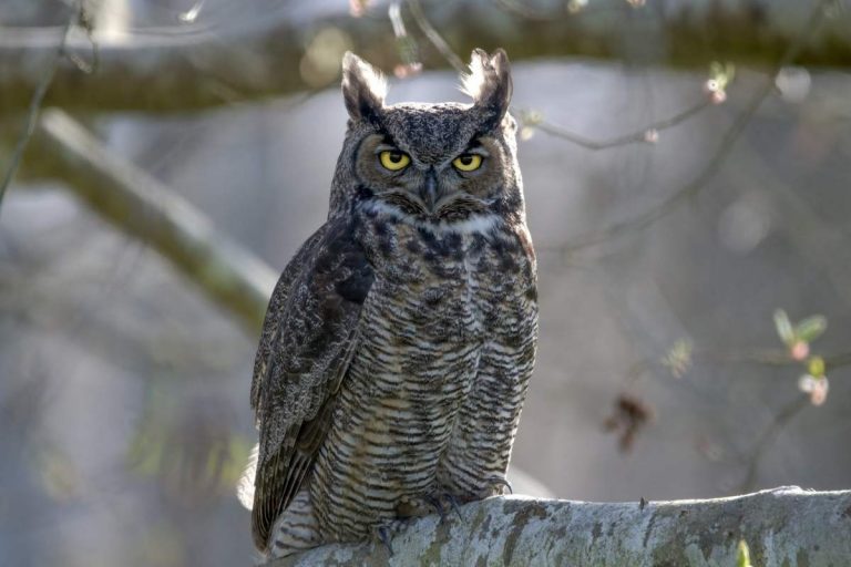 8 Common Owls In Maryland (With Pics) » Golden Spike Company