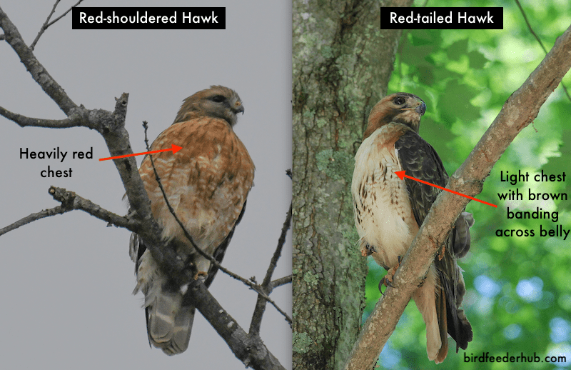 RedTailed VS RedShouldered Hawk (8 Differences) » Golden Spike Company