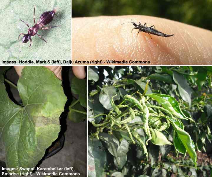 How to Get Rid of Bugs in Houseplants Natural Ways to Kill Bugs on