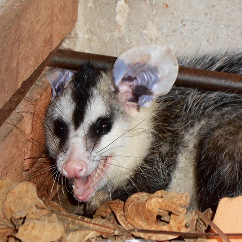 How To Get Rid of Opossums » Golden Spike Company