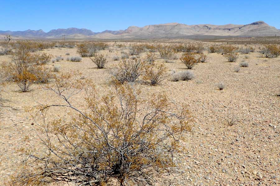 Desert Plants List With Pictures And Facts » Golden Spike Company