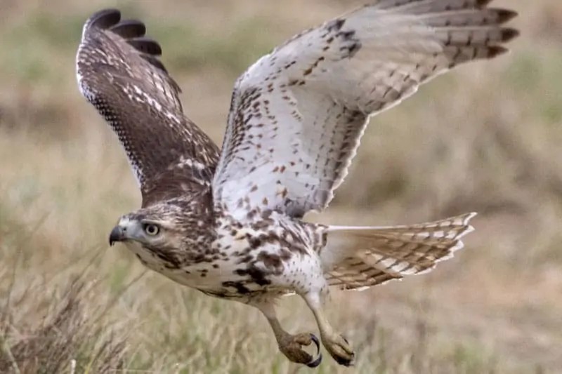 The 9 Species Of Hawks In Oklahoma (With Pictures) » Golden Spike Company