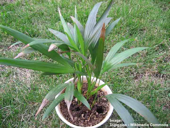 Areca Palm Care Complete Guide to Growing Areca Palm Tree Indoors