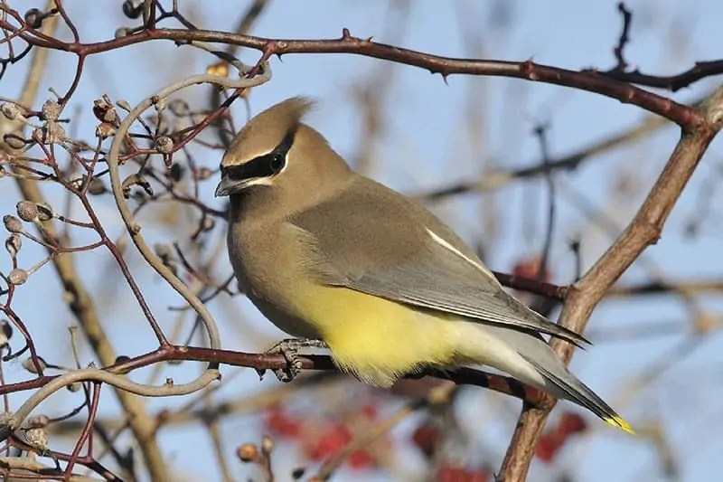 26 Backyard Birds In Washington State (Pictures, Facts) » Golden Spike