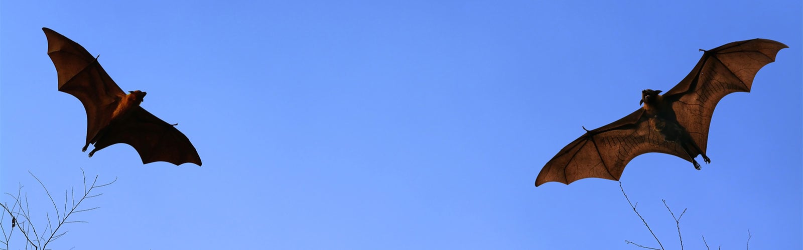 Best Way to Catch a Bat in Your House » Golden Spike Company